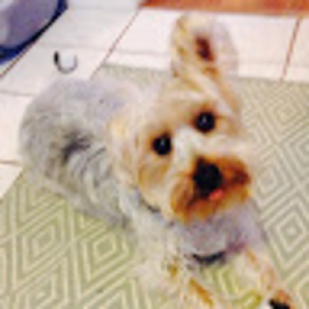 Meet your Posher, Lindsay